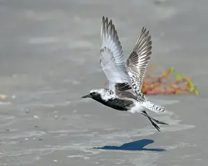Shorebird Prints: Black-bellied plover (Pluvialis squatarola) taking off from sandy beach during the spring migration
