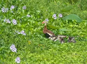 Bellied Prints: Black-bellied whistling duck (Dendrocygna autumnalis) with ducklings at Cullinan Park