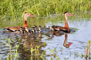Blue Background Prints: Black-bellied whistling ducks (Dendrocygna autumnalis) with ducklings