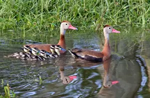 Houston Texas Prints: Black-bellied whistling ducks (Dendrocygna autumnalis) family with ducklings