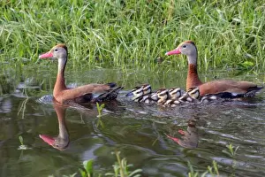 Houston Texas Prints: Black-bellied whistling ducks (Dendrocygna autumnalis) family with ducklings