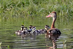 Houston Texas Prints: Black-bellied whistling ducks (Dendrocygna autumnalis) female with ducklings