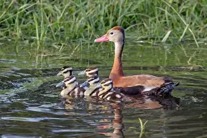 Houston Texas Prints: Black-bellied whistling ducks (Dendrocygna autumnalis) female with ducklings