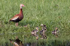 Houston Texas Prints: Black-bellied whistling ducks (Dendrocygna autumnalis) female with ducklings resting at the water edge