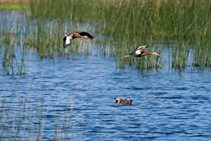 Ducks Prints: Two black-bellied whistling ducks flying over pond in Lafitte's Cove preserve
