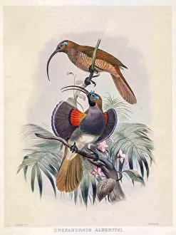 Bird Watching Prints: The black-billed sicklebill (Drepanornis albertisi)