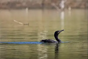 Cormorant Prints: A black bird is swimming in a lake