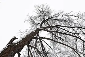 Snowfall Prints: Black branches of trees in the white sky with snow in winter