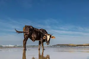 Wild Coast Prints: Black bull with a white forehead standing on a Transkei beach near Kob Inn