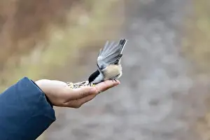 Black Capped Chickadee Prints: Black capped chickadee eating from a woman's hand