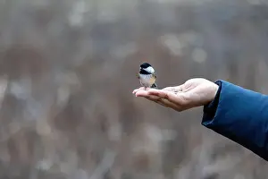 Black Capped Chickadee Prints: Black capped chickadee eating from a woman's hand