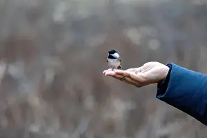 Black Capped Chickadee Prints: Black capped chickadee eating from a woman's hand
