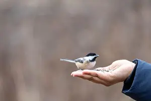 Black capped chickadee eating from a woman's hand