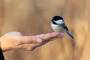 Black Capped Chickadee Prints: Black capped chickadee eating from a woman's hand