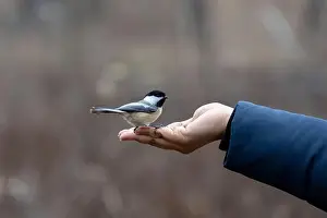 Black capped chickadee eating from a woman's hand