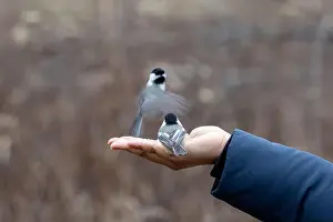 Black Capped Chickadee Prints: Black capped chickadee eating from a woman's hand
