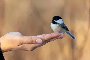 Black Capped Chickadee Prints: Black capped chickadee eating from a woman's hand