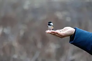 Black Capped Chickadee Prints: Black capped chickadee eating from a woman's hand