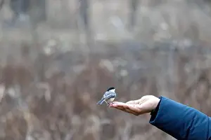 Black Capped Chickadee Prints: Black capped chickadee eating from a woman's hand