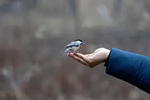 Black Capped Chickadee Prints: Black capped chickadee eating from a woman's hand