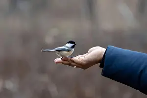 Black capped chickadee eating from a woman's hand