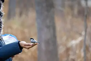 Black Capped Chickadee Prints: Black capped chickadee eating from a woman's hand