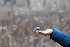 Black Capped Chickadee Prints: Black capped chickadee eating from a woman's hand