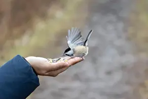 Black capped chickadee eating from a woman's hand