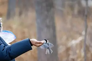 Black Capped Chickadee Prints: Black capped chickadee eating from a woman's hand
