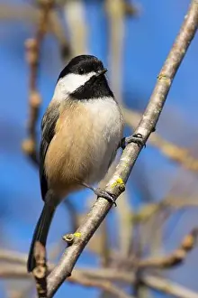 Fraser River Prints: Black-capped chickadee (Poecile atricapillus)