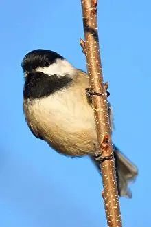 Fraser River Prints: Black-capped chickadee (Poecile atricapillus)