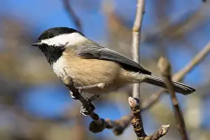 Fraser River Prints: Black-capped chickadee (Poecile atricapillus)