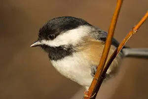 Fraser River Prints: Black-capped chickadee (Poecile atricapillus)