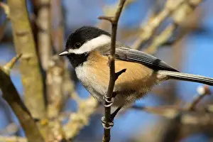 Fraser River Prints: Black-capped chickadee (Poecile atricapillus)