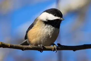 Fraser River Prints: Black-capped chickadee (Poecile atricapillus)