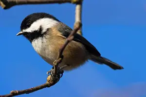 Fraser River Prints: Black-capped chickadee (Poecile atricapillus)