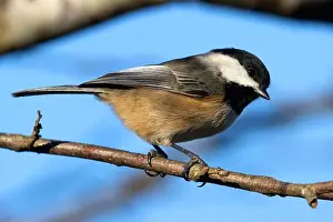 Fraser River Prints: Black-capped chickadee (Poecile atricapillus)