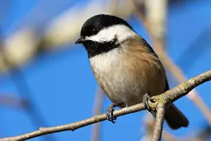 Fraser River Prints: Black-capped chickadee (Poecile atricapillus)