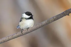 Lichen Prints: black-capped chickadee (Poecile atricapillus) in winter