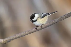 Lichen Prints: black-capped chickadee (Poecile atricapillus) in winter