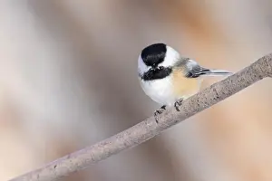 Lichen Prints: black-capped chickadee (Poecile atricapillus) in winter