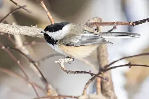Black Head Prints: black-capped chickadee (Poecile atricapillus) in winter