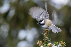 Black Head Prints: black-capped chickadee (Poecile atricapillus) in winter
