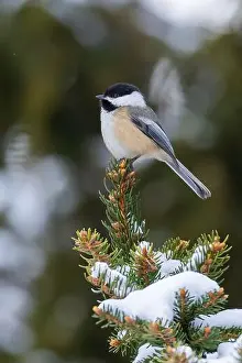 Black Head Prints: black-capped chickadee (Poecile atricapillus) in winter