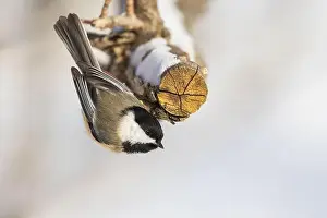 Black Head Prints: black-capped chickadee (Poecile atricapillus) in winter