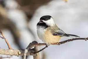 Black Head Prints: black-capped chickadee (Poecile atricapillus) in winter