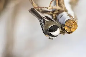 Black Head Prints: black-capped chickadee (Poecile atricapillus) in winter