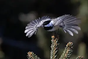 Black Capped Chickadee Prints: black-capped chickadee (Poecile atricapillus) in winter