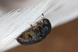 Magnification Prints: Black carpet beetle, Attagenus unicolor