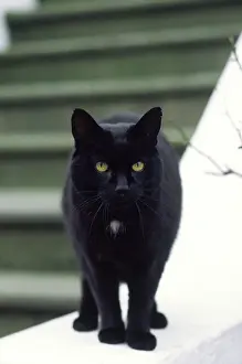 Whiskers Prints: Black Cat with Green Eyes staring into camera whilst standing on ballustrade of Victorian Terraced house steps